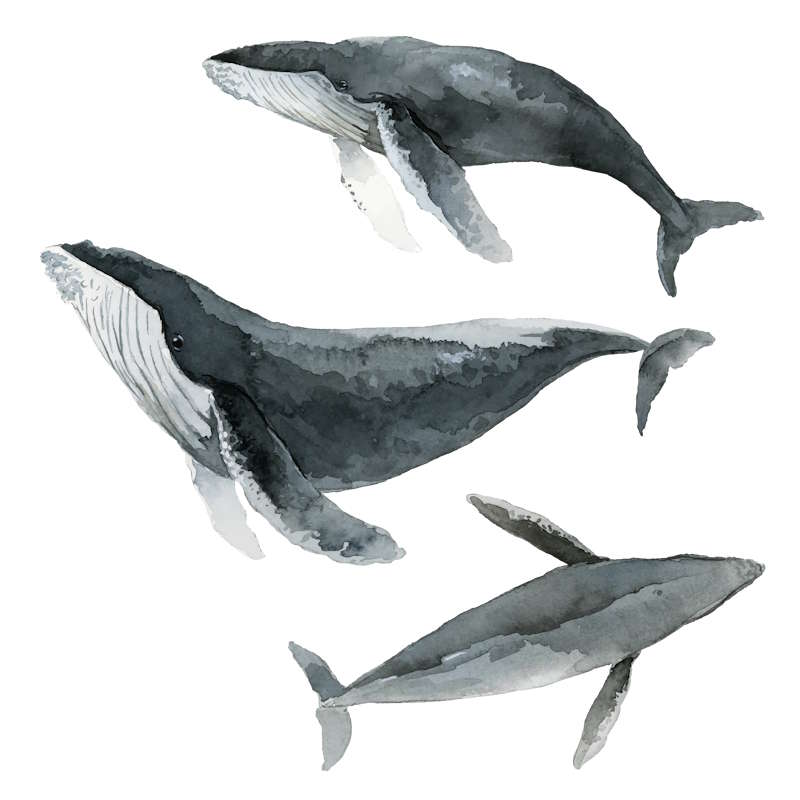 Icon Whales