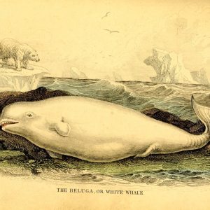 Beluga Whale