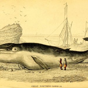 Great Northern Rorqual