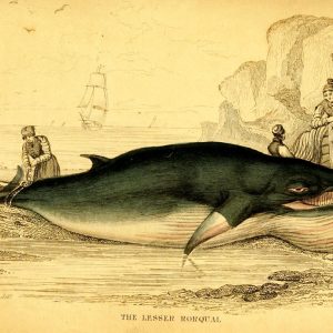 Lesser Rorqual