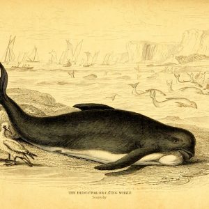 Long-finned Pilot Whale