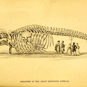 Skeleton of The Great Northern Rorqual