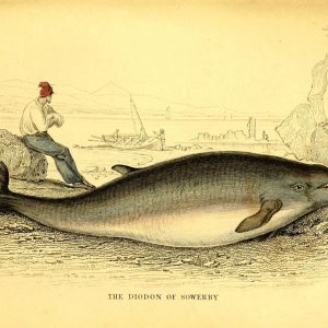 Sowerby’s Beaked Whale