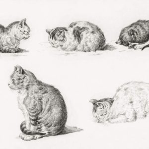 Five Studies of Cats