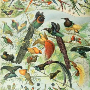 Natural History