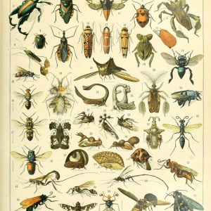 Insects