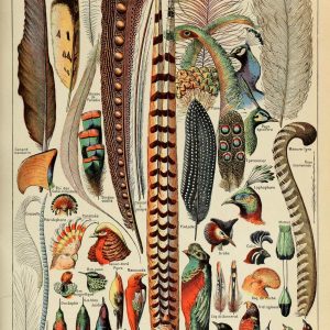 Plumes and Feathers