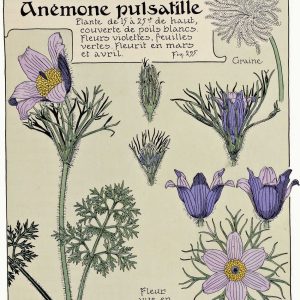 Anémone Pulsatille