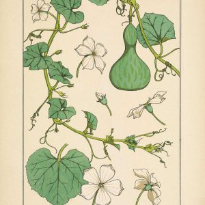 Botanical Courge (Squash) Flowers