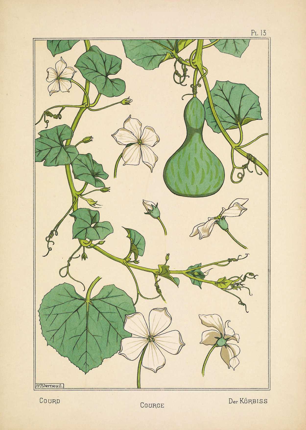 Botanical Courge (Squash) Flowers Botanical Courge (Squash) Flowers