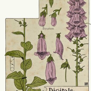 Purple Foxglove