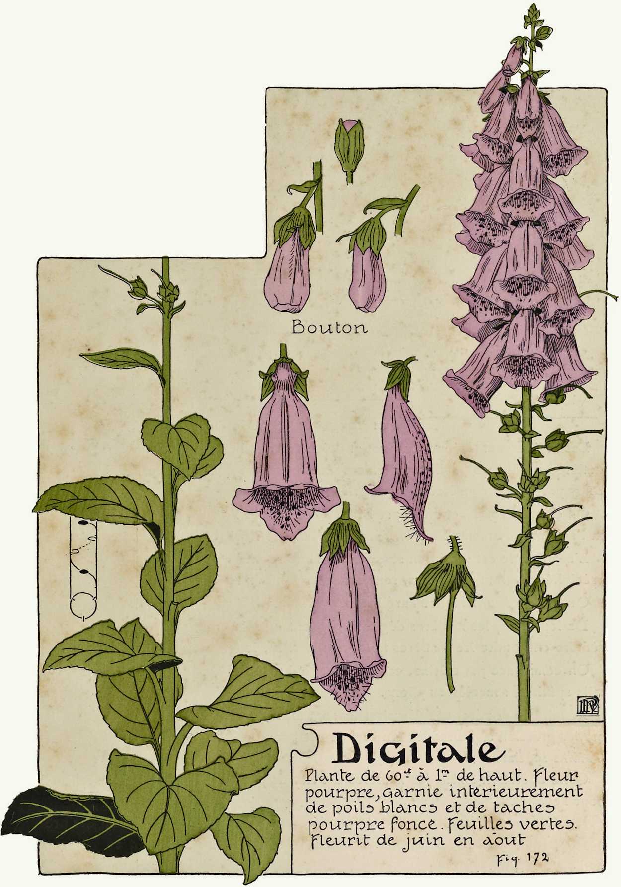 Purple Foxglove Purple Foxglove