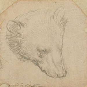 Leonardo da Vinci - Head of a Bear