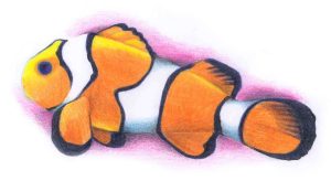 No, It's Not Nemo