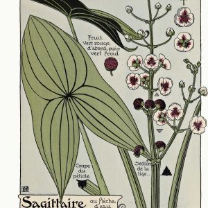 Sagittaria Aquarium Plant