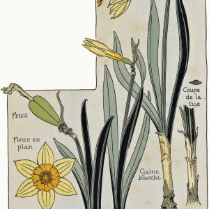 Daffodil Yellow Narcissus