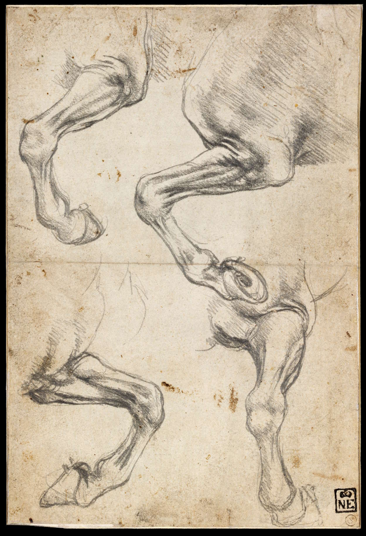 Studies of Horse's Leg Studies of Horse's Leg