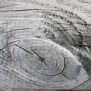 Tree rock board wood grain texture