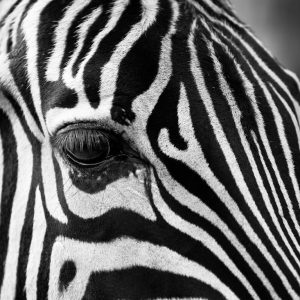 Grévy's zebra