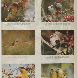 Vintage Chinese poster featuring six panels of colorful birds perched on branches with floral accents and traditional calligraphy.