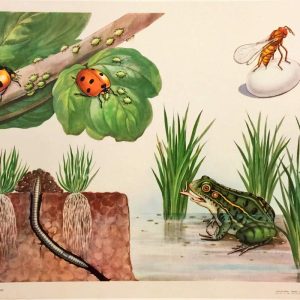 Vintage Chinese poster illustrating beneficial farm animals including ladybugs eating aphids, a wasp, earthworms, and a frog.