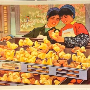Vintage Chinese propaganda poster showing two smiling village women tending to newborn yellow chicks inside a modern incubation hatchery.