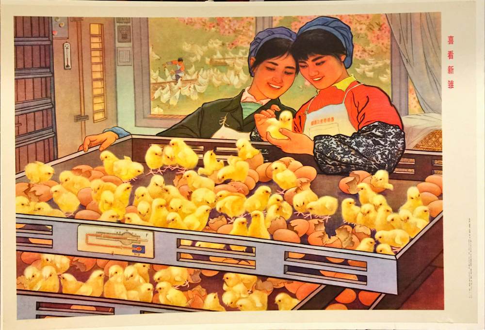Happy to see the new chicks vintage Chinese poster 1978 Vintage Chinese propaganda poster showing two smiling village women tending to newborn yellow chicks inside a modern incubation hatchery.